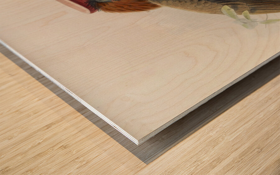 Hydrocorax mindanensis 1882 Wood print