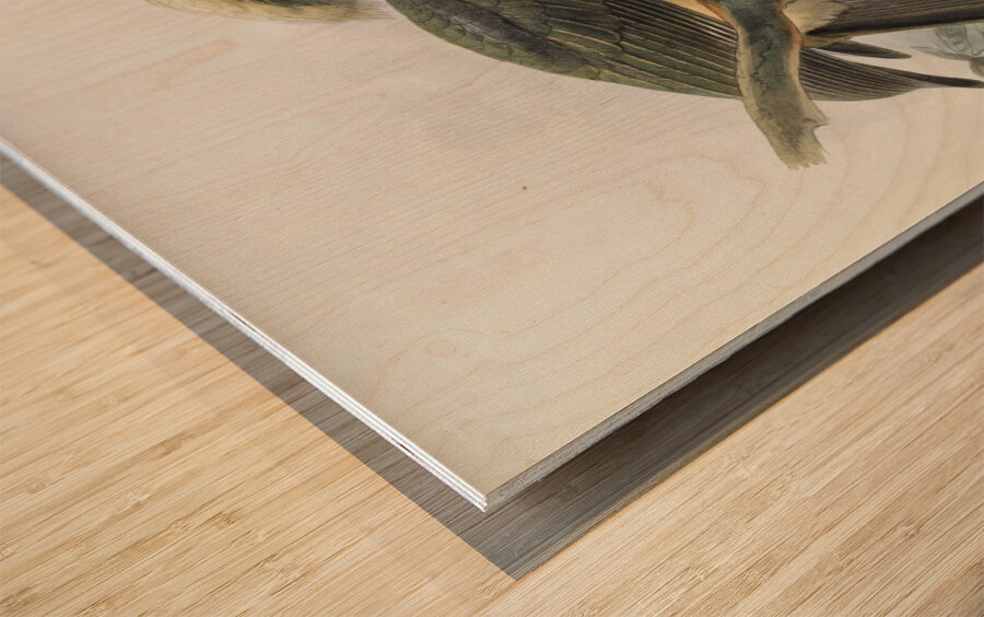 Penelopides manillae 1882 Impression sur bois