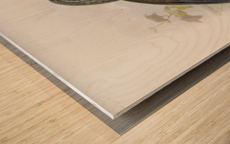 Tockus melanoleucus 1882 Wood print