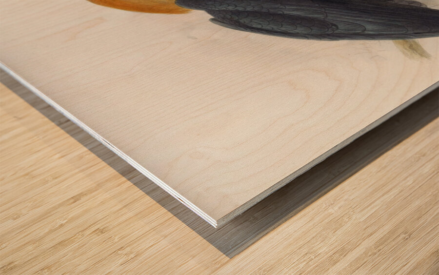 Rhytidoceros plicatus 1882 Wood print