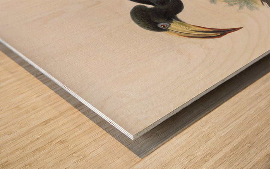 Tockus fasciatusTockus semifasciatus 1882 Wood print