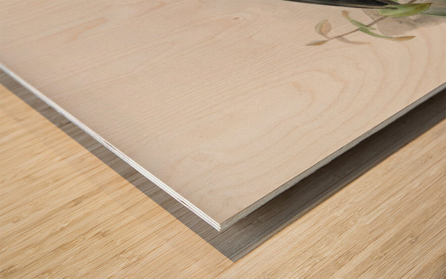 Anorrhinus leucolophus 1882 Wood print