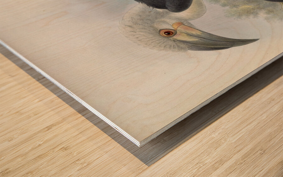 Anorrhinus comatus 1882 Wood print