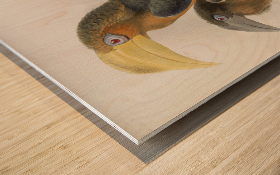 Anorrhinus tickelli 1882 Wood print