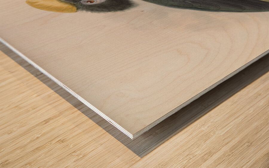 Ceratogymna elata 1882 Wood print