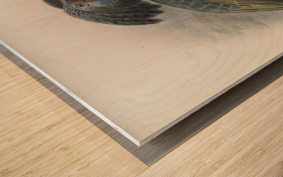 Anorrhinus galeritus 1882 Wood print