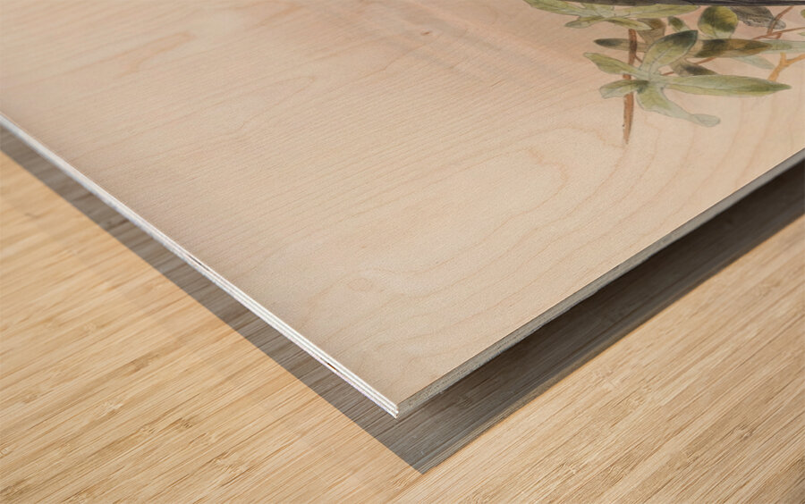 Tockus griseus 1882 Wood print