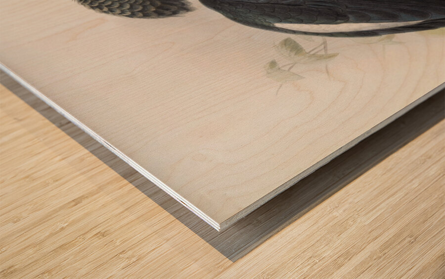 Bycanistes cristatus 1882 Wood print