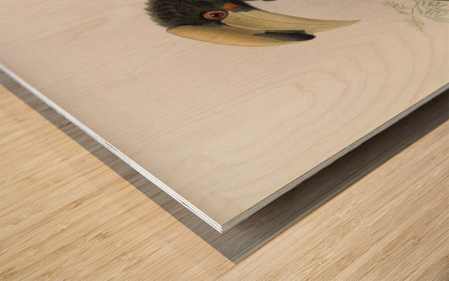 Anthracoceros malabaricus 1882 Wood print