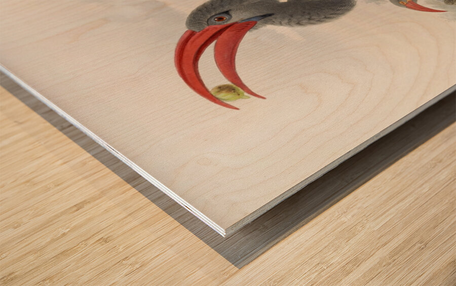 Tockus hemprichii 1882 Wood print