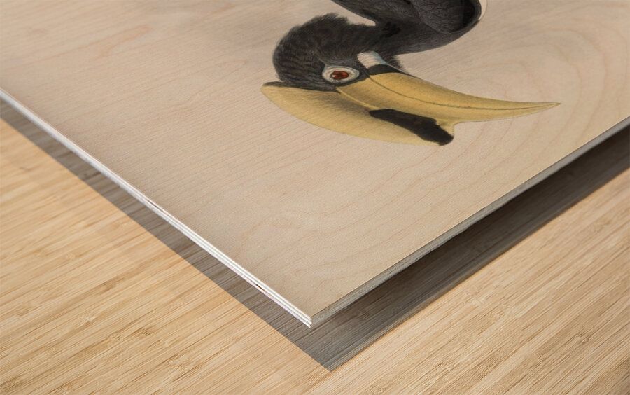 Anthracoceros convexus 1882 Wood print