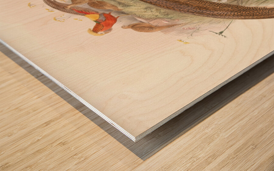 Thaumalea picta. 1872 Wood print