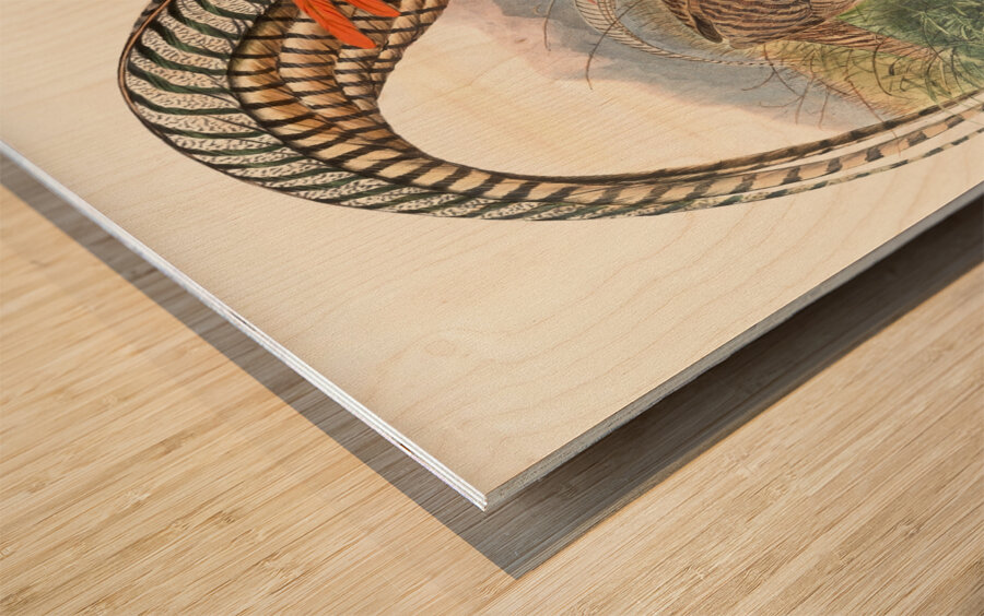 Thaumalea Amherstiæ. 1872 Wood print