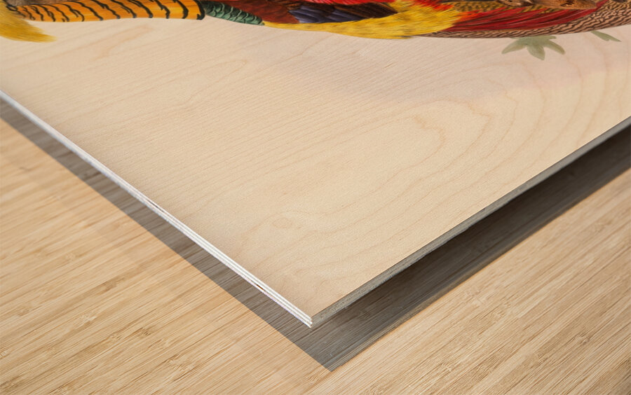 Thaumalea obscura. 1872 Wood print