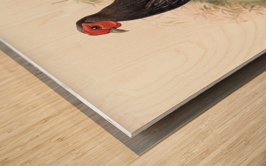 Euplocamus Pyronotus 1872 Wood print