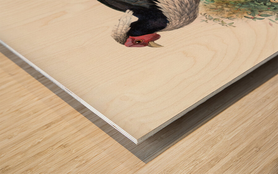 Euplocomus albo-cristatus. 1872 Wood print