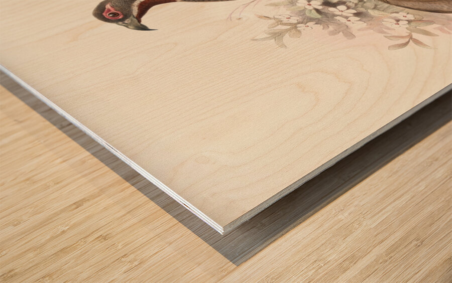 Tetraophasis obscurus. 1872 Wood print