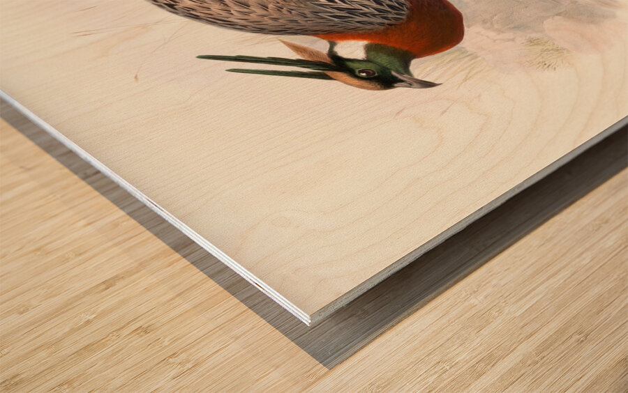 Purcasia Duvauceli. 1872 Wood print