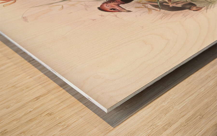 Phasidus Niger 1872 Wood print