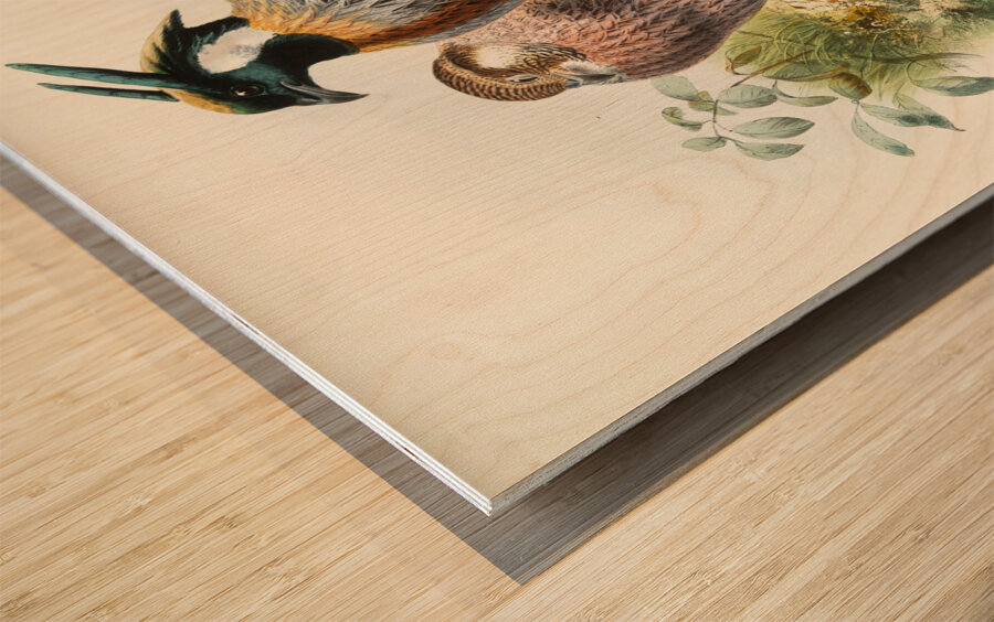 Purcasia xanthospila. 1872 Wood print