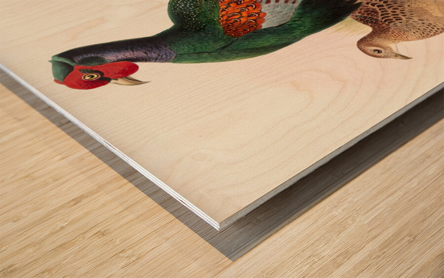 Phasianus versicolor. 1872 Wood print