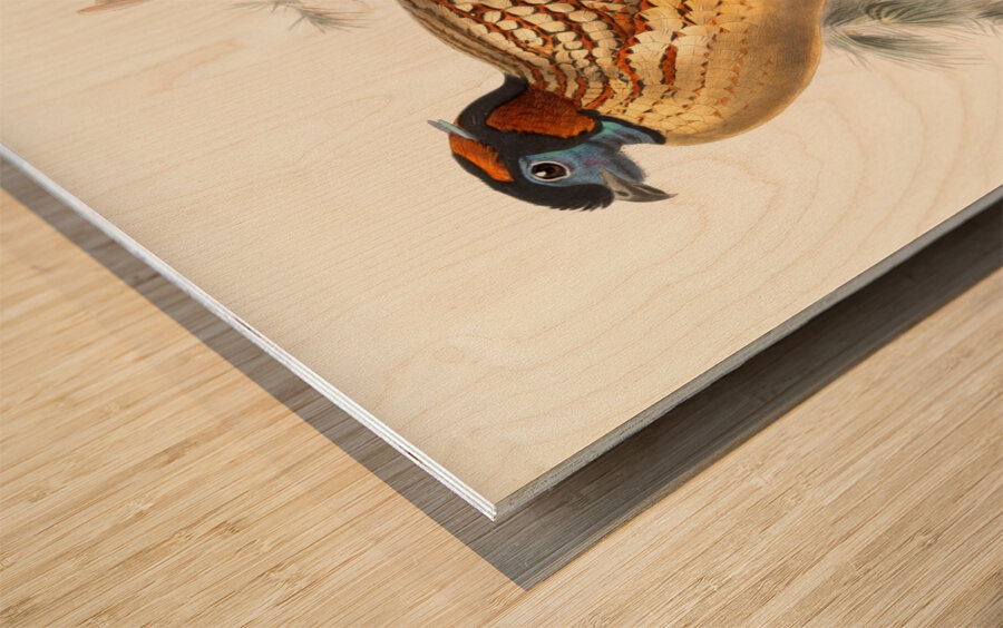 Ceriornis Caboti. 1872 Wood print