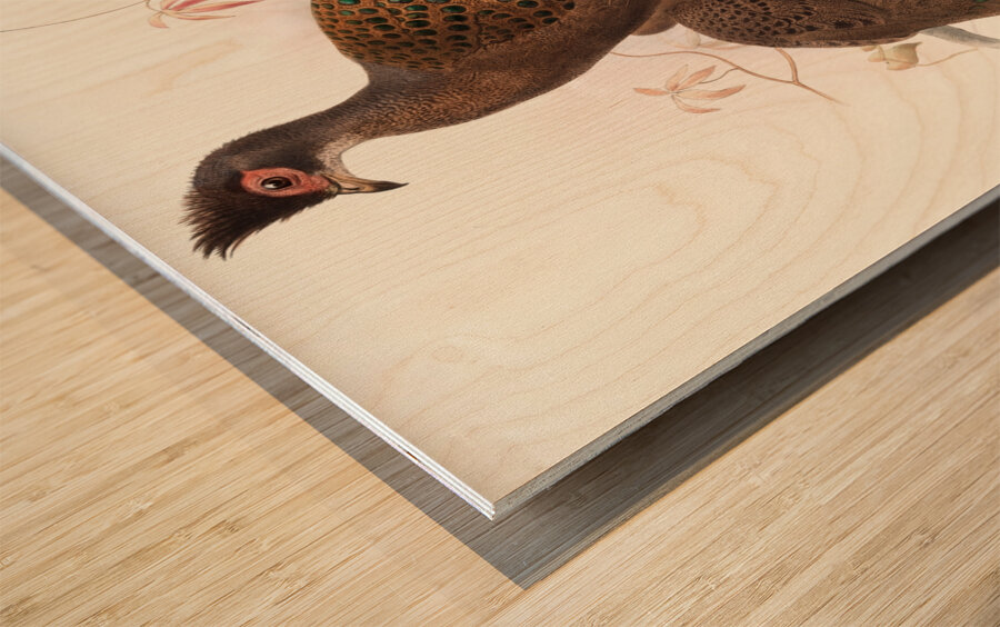 Polyplectron bicalcaratum. 1872 Wood print