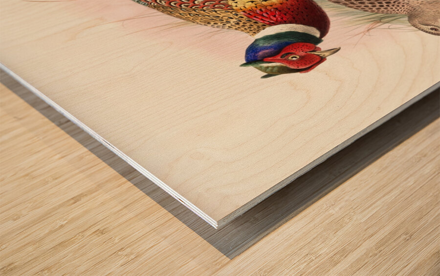 Phasianus torquatus. 1872 Wood print