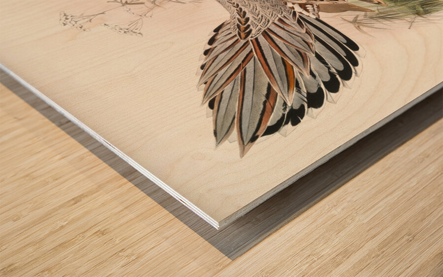 Purcasia Darwini. 1872 Wood print