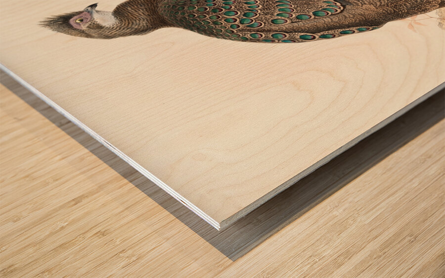 Polyplectron thibetanum. 1872 Wood print