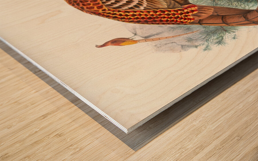 Phasianus Soemmerringii. 1872 Wood print