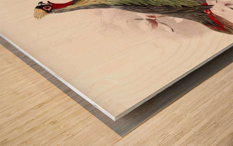 Ithalginis cruentus. 1872 Wood print