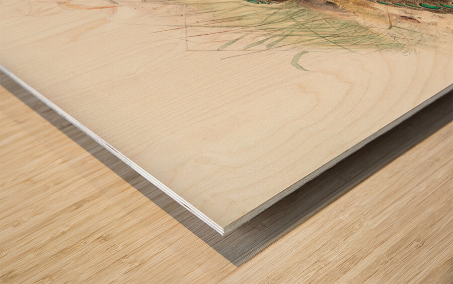 Polyplectron Germaini. 1872 Wood print