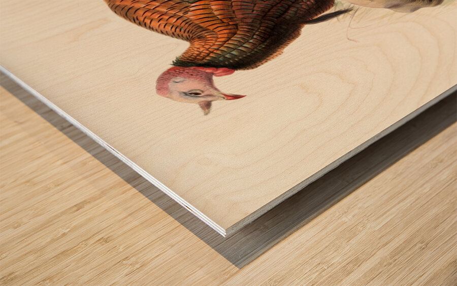 Meleagris Mexicana 1872 Wood print