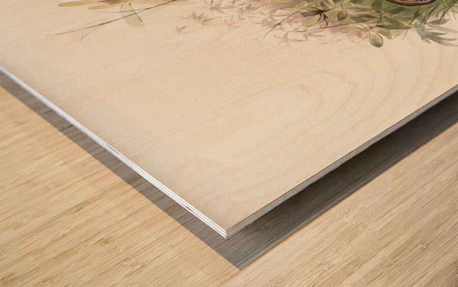 Polyplectron chalcurum. 1872 Wood print