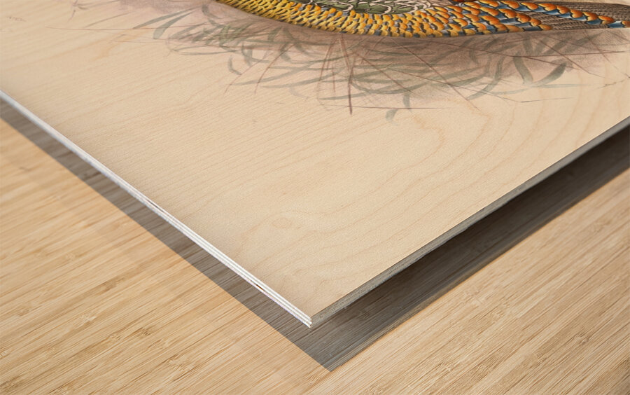 Melaeacris Ocellata 1872 Wood print