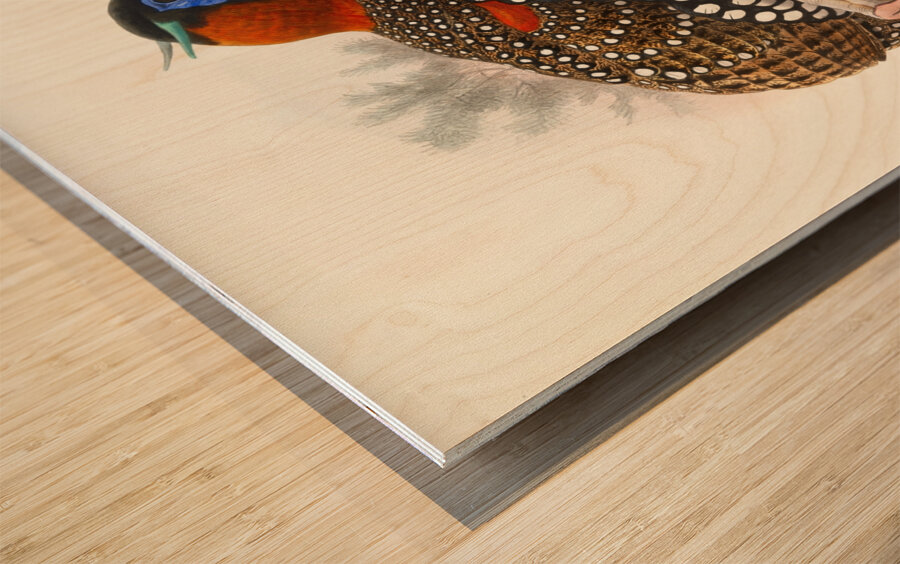 Ceriornis melanocephala. 1872 Wood print