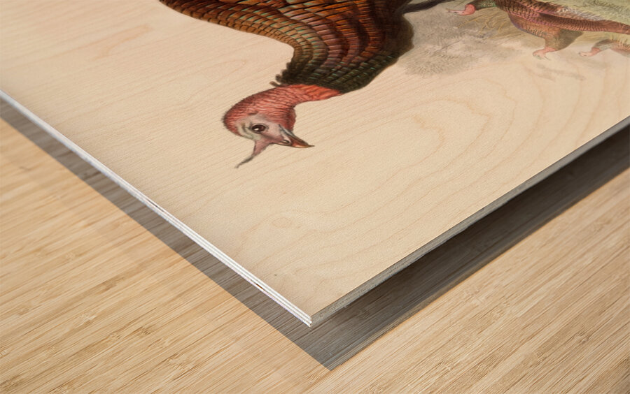 Meleagris gallopavo. 1872 Wood print