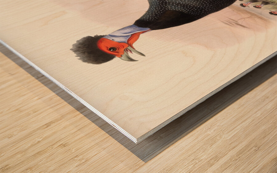 Numida Granti. 1872 Wood print