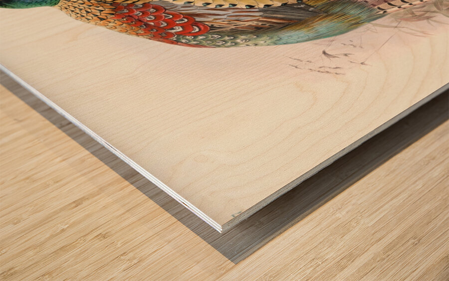 Phasianus Deccollatus 1872 Wood print