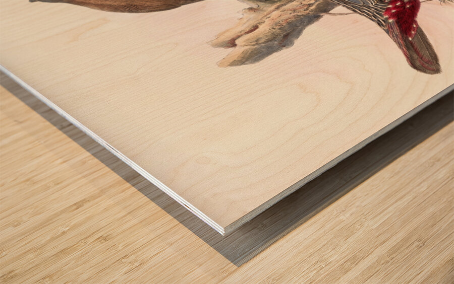 Ithaginis Geoffroyi. 1872 Wood print