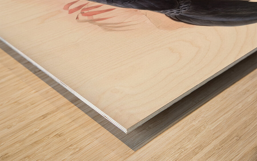 Euplocamus melanotis. 1872 Wood print