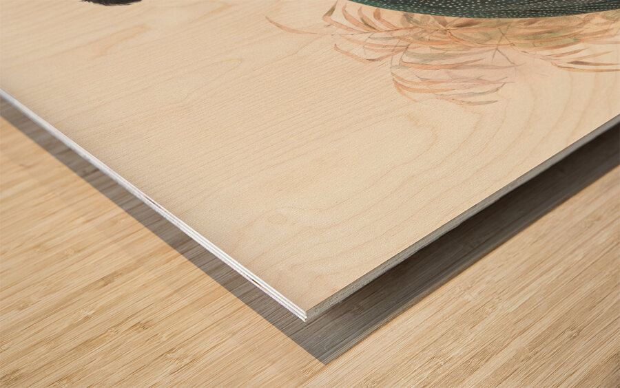 Numida Verreauxii. 1872 Wood print