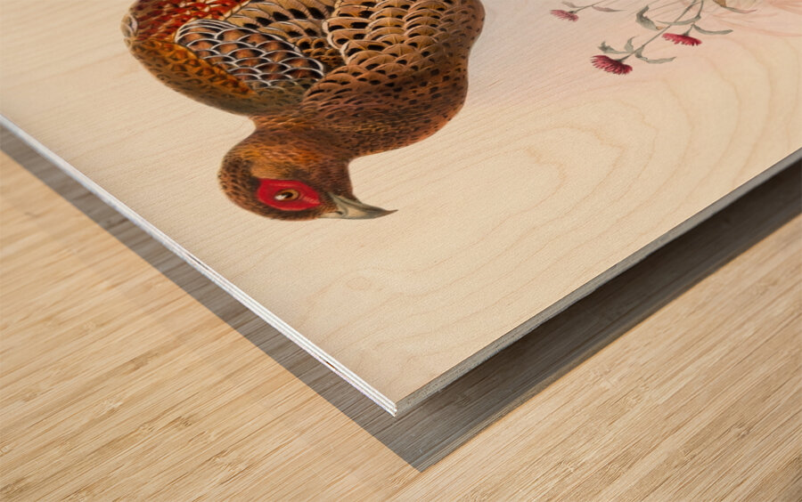 Phasianus Soemmerringi var scintillans. 1872 Wood print