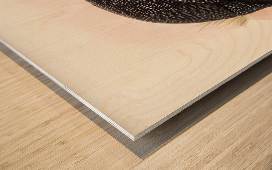 Numida coronata. 1872 Wood print