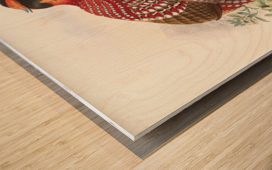 Ceriornis melanocephala. 1872 Wood print