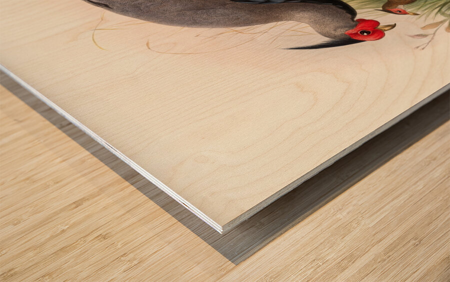 Euplocamus lineatus. 1872 Impression sur bois