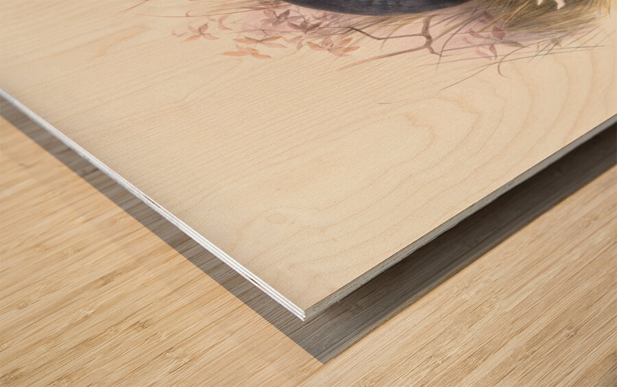 Crossoptilon auritum. 1872 Wood print