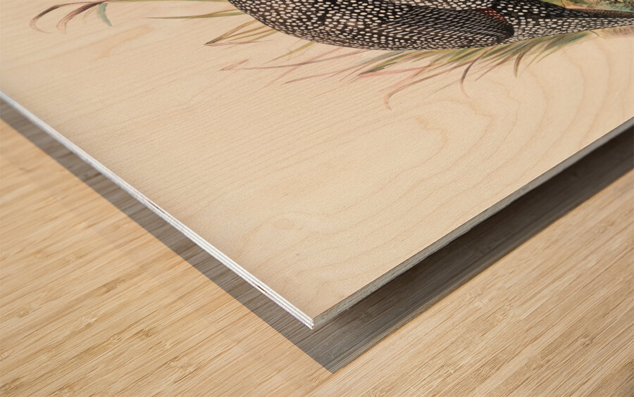 Numida mitrata. 1872 Impression sur bois