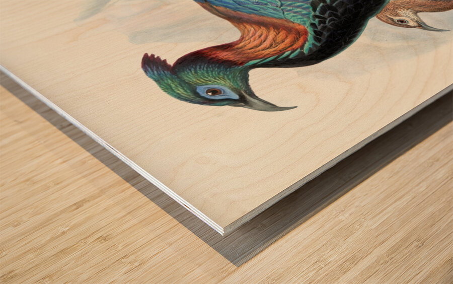 Lophophorus Lhuysii. 1872 Wood print